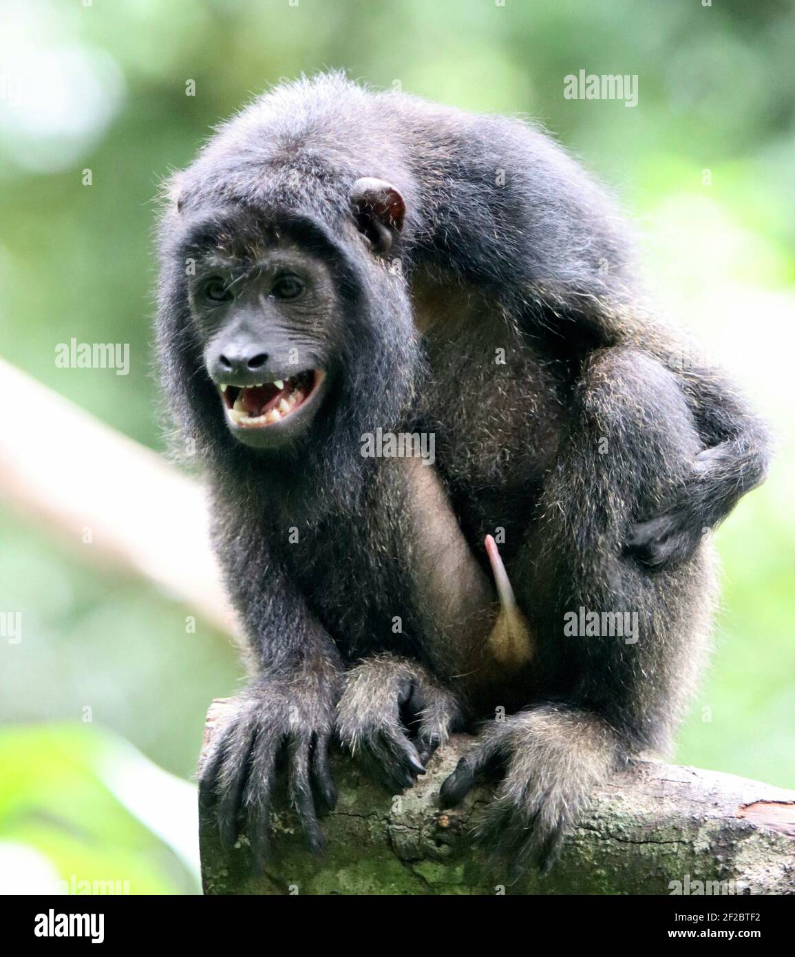 Monkey in Iguazu National Park, Misiones, Argentina. Stock Photo