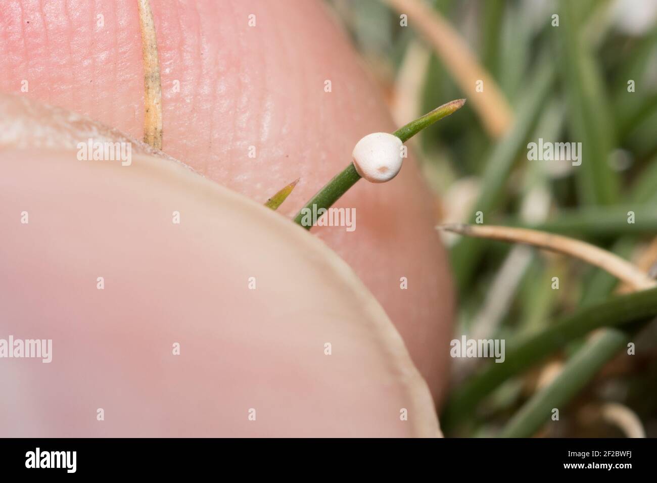 Silver-spotted skipper (Hesperia comma) egg laid on sheep's fescue (Festuca ovina). Sussex, UK. Stock Photo