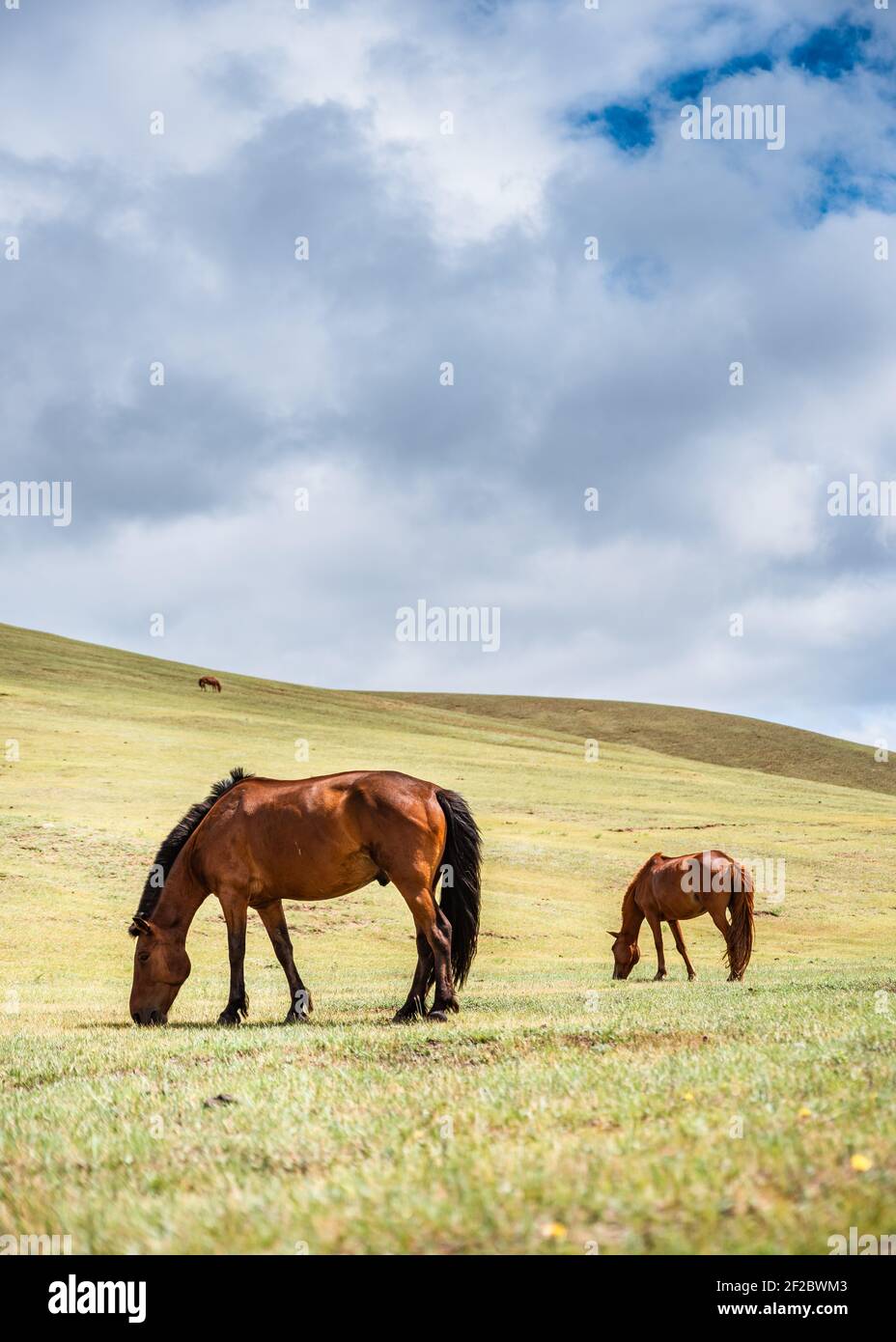 Wild Mongol horses in Gorkhi Terelj National Park, Mongolia. Stock Photo