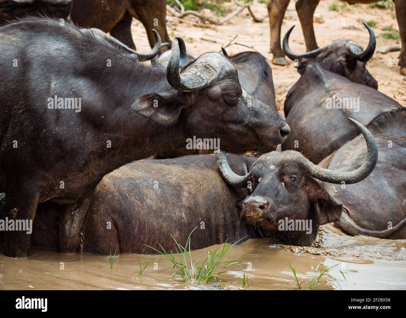 Buffalo High Resolution Stock Photography and Images - Alamy