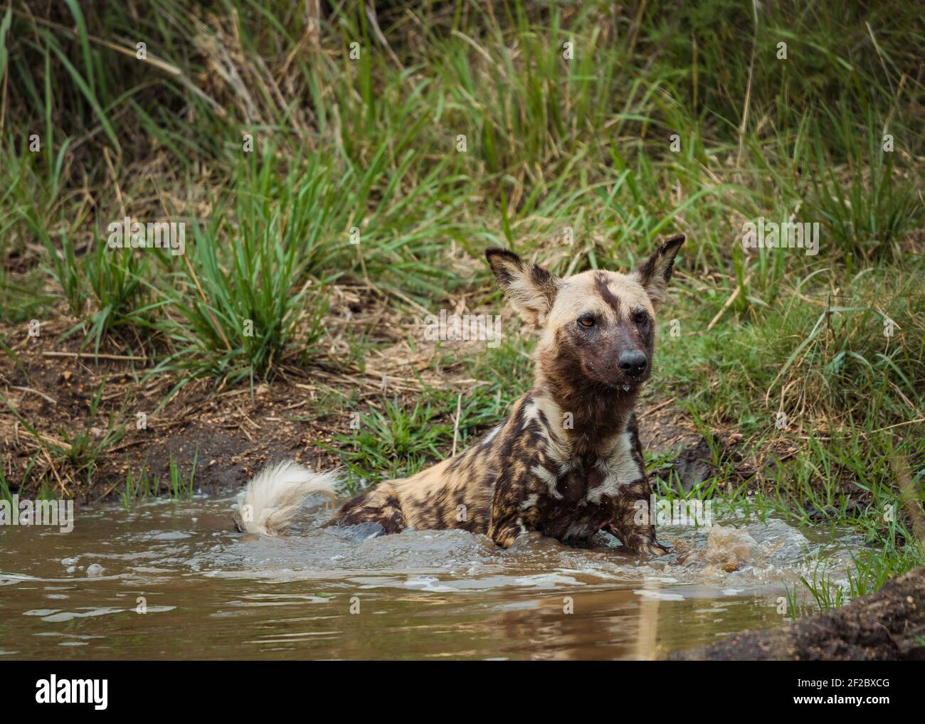 African WIld Dog taking a bath in a rain puddle at the Kruger National