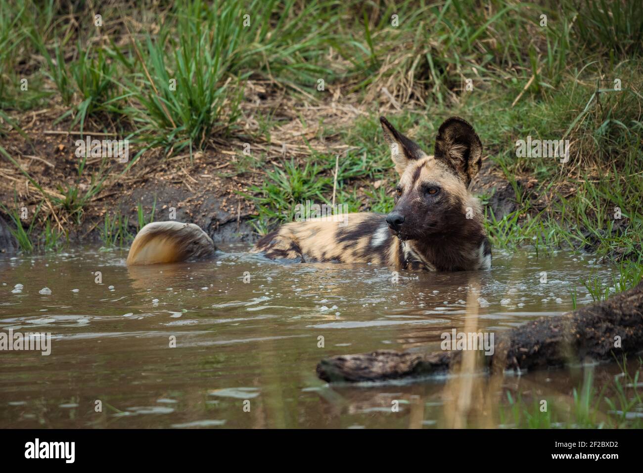 African WIld Dog taking a bath in a rain puddle at the Kruger National
