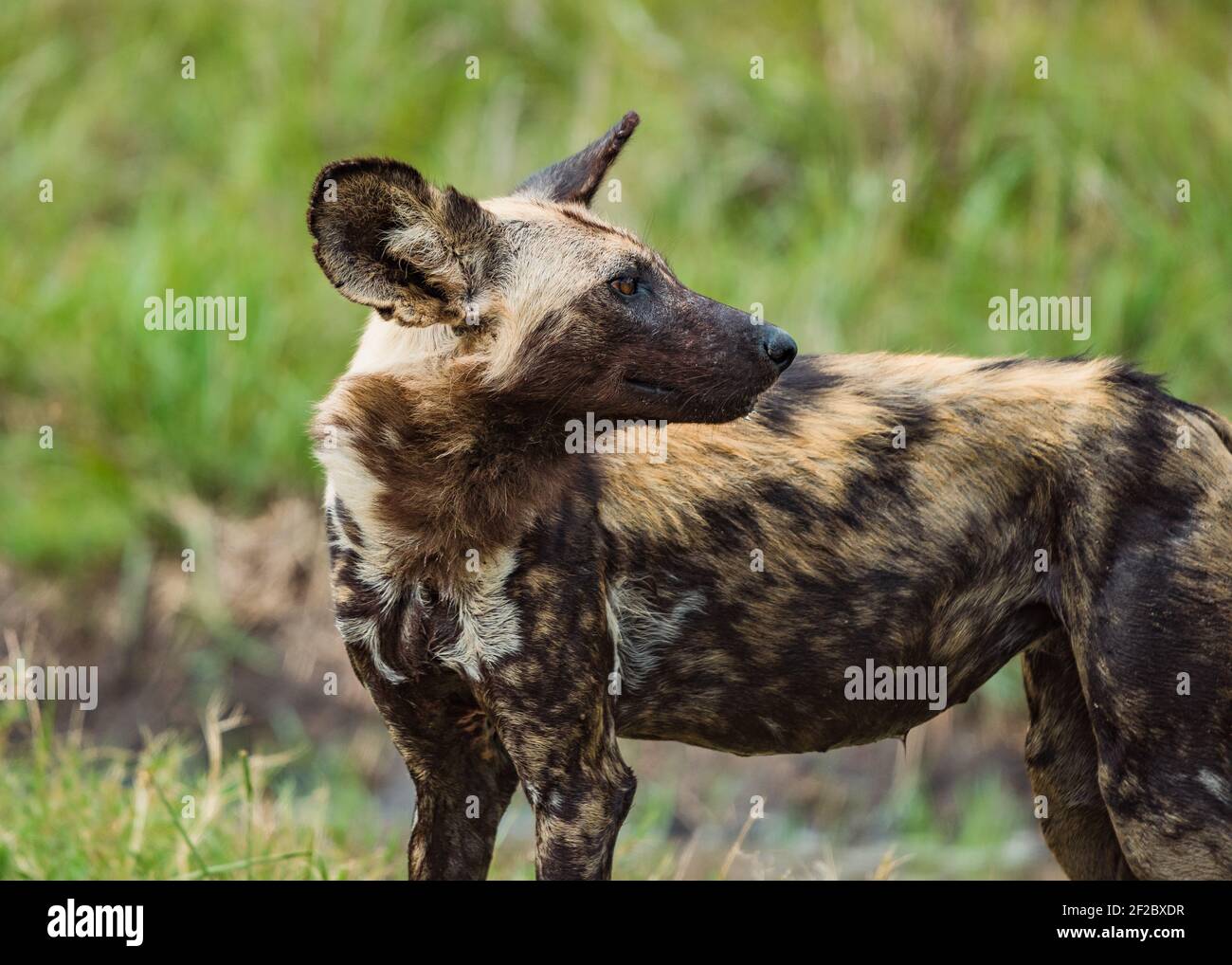 African WIld Dog in the bush at the Kruger National Park, South Africa Stock Photo