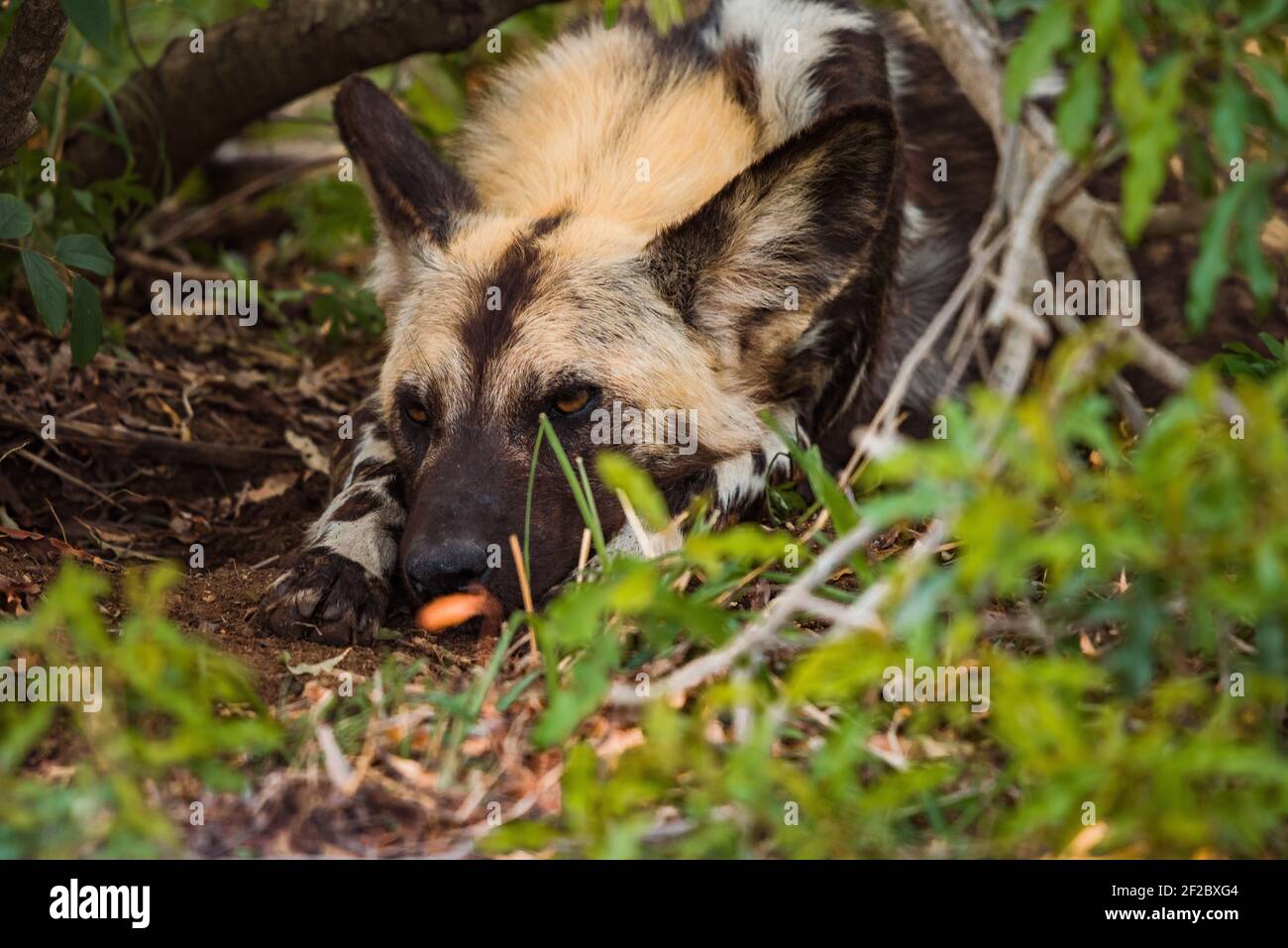 African WIld Dog in the bush at the Kruger National Park, South Africa Stock Photo