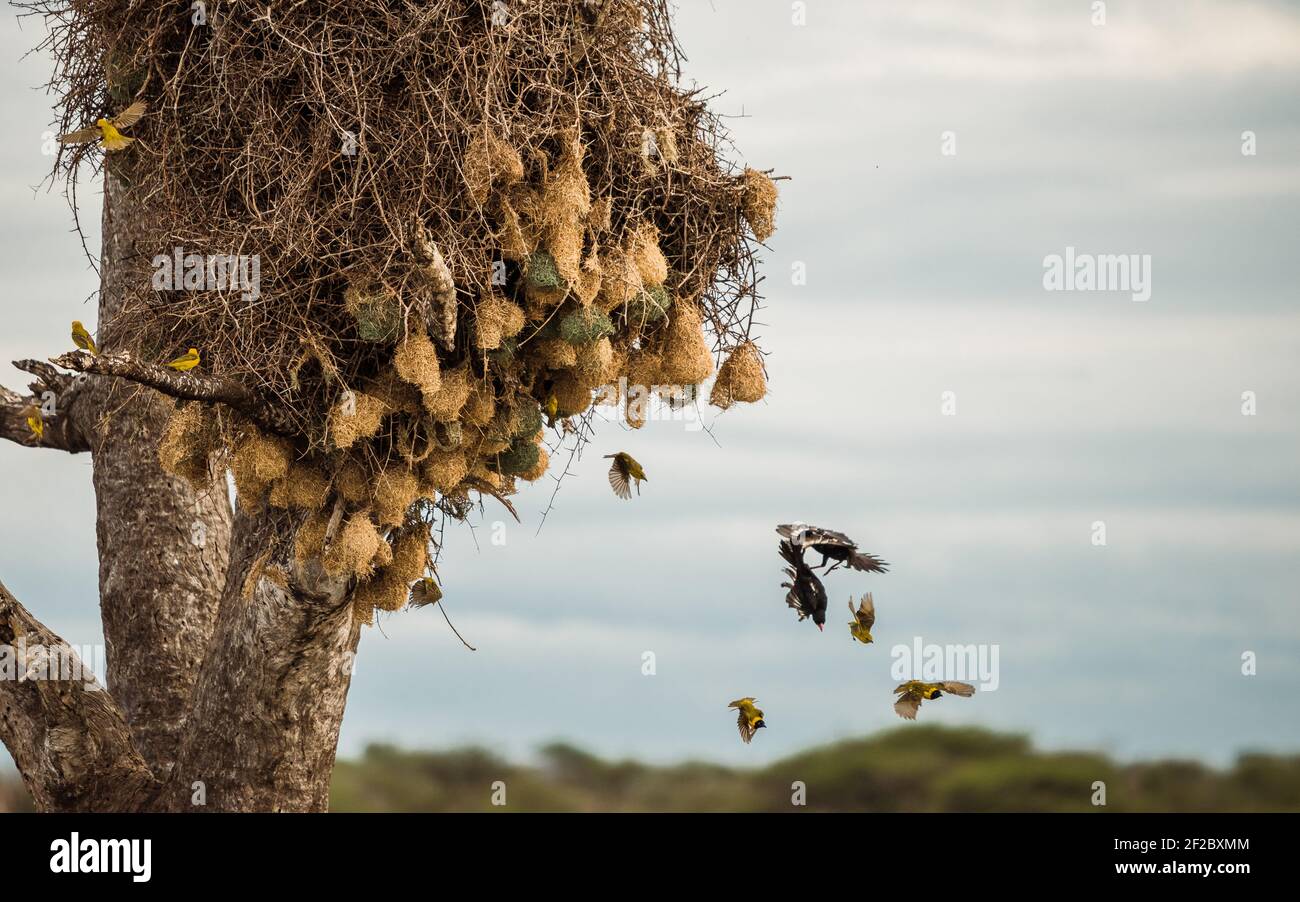 Large straw nest hires stock photography and images Alamy