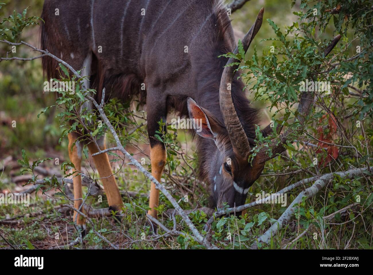 Male Nyala grazing in the bush at Kruger National Park, South Africa. December 2020 Stock Photo