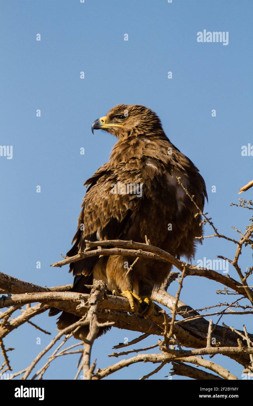 Desert eagle hi-res stock photography and images - Alamy, image size:866x1390