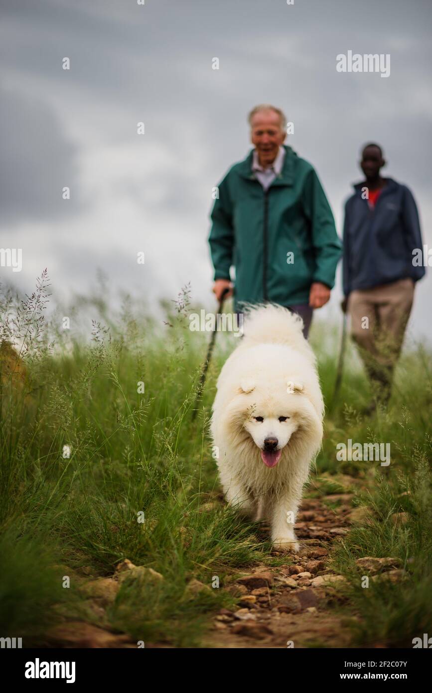 Fluffy white dog walking ahead of two people among long grass. Stock Photo