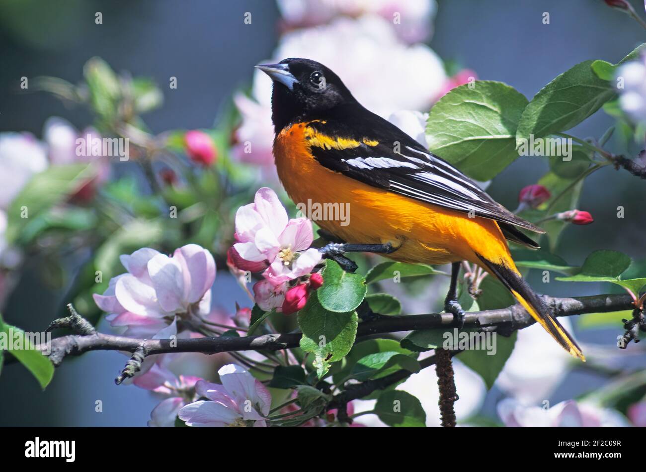 Male northern oriole in blossoming crab apple tree Stock Photo