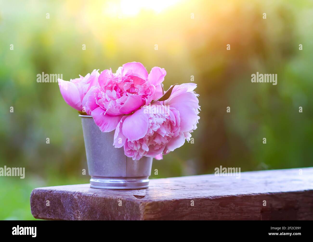 Beautiful bouquet of the fresh pink peony flowers outdoors in summer ...
