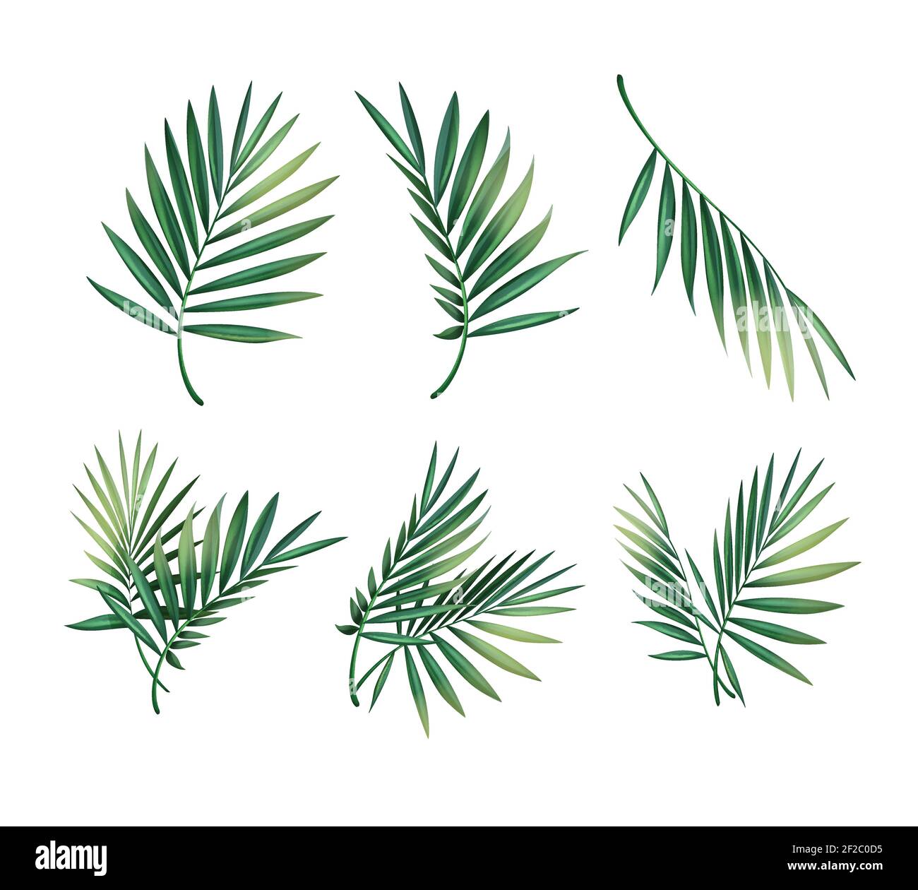 Vector set of different green tropical palm leaves isolated on white ...