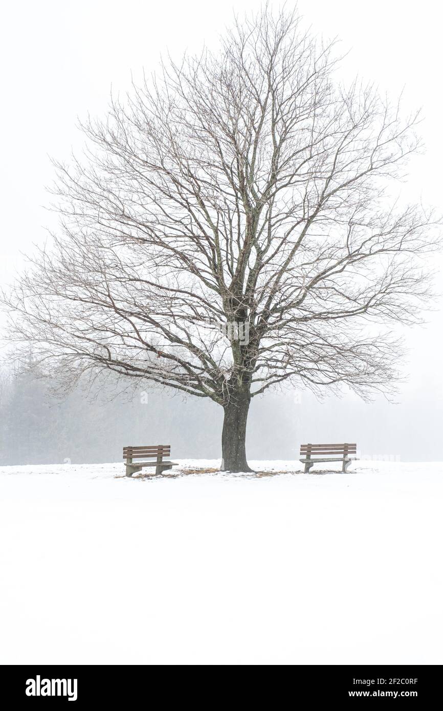 A crimson king maple tree in a snow covered field on a foggy day Stock Photo