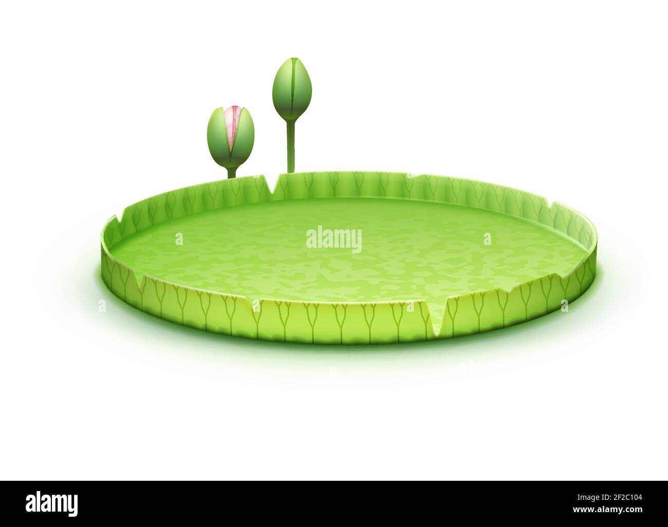 Vector tropical plant Giant Amazon Water Lily pad or huge floating