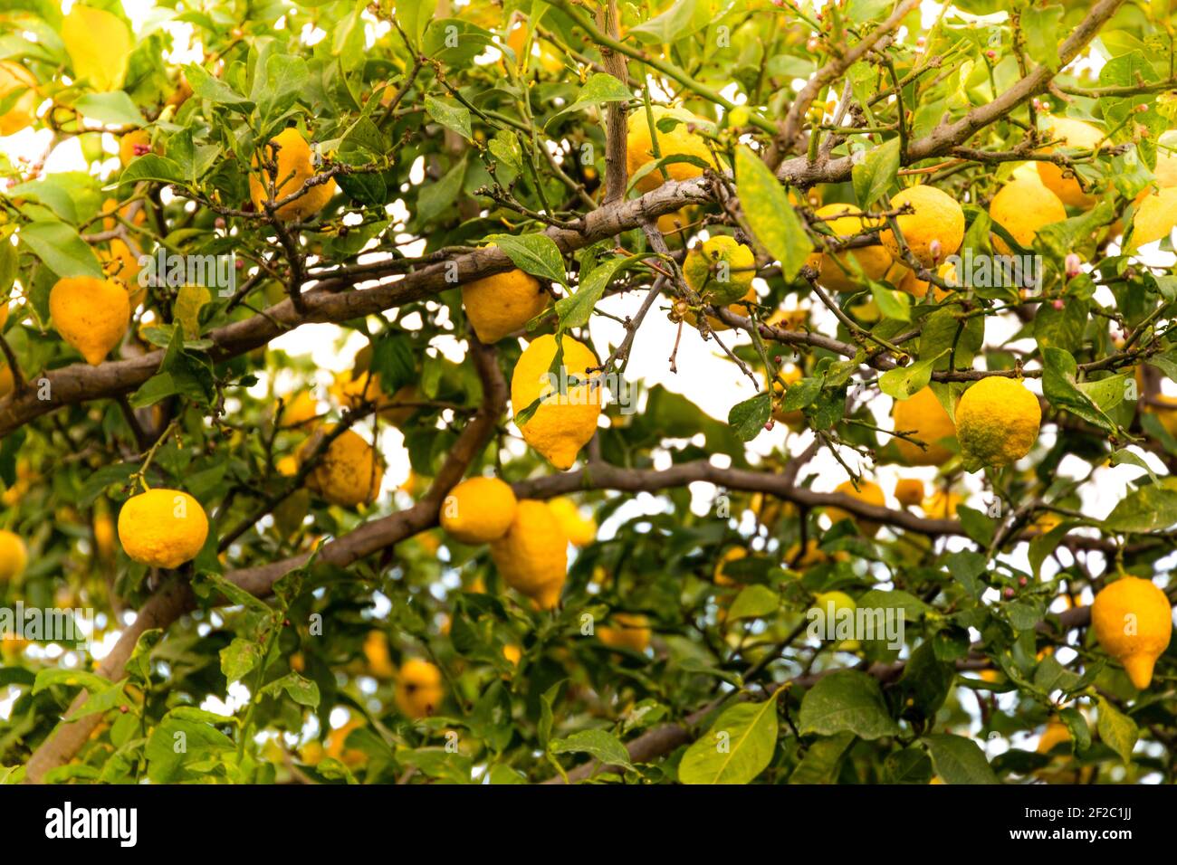 Lemon on the tree, lemon garden Stock Photo - Alamy
