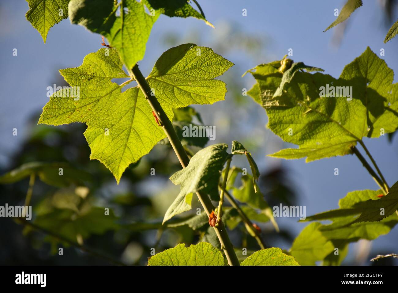 Leaves and stems of currant. Wild berry. abundantly available in Kalimpong Forest Stock Photo