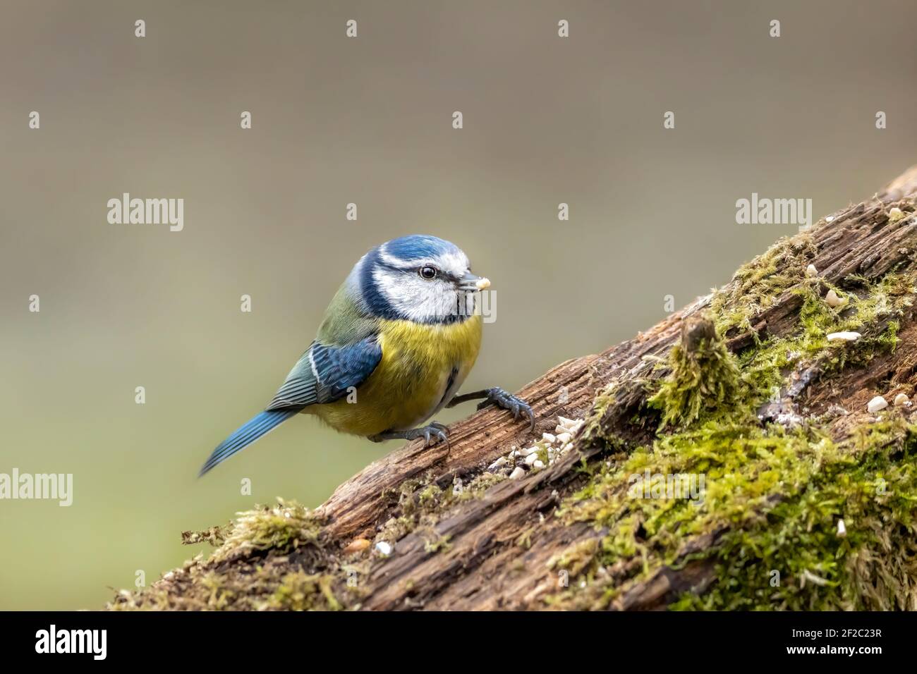 Blue tit at a feeding place at the Mönchbruch pond in a natural reserve in Hesse Germany. Looking for food in winter time. Stock Photo