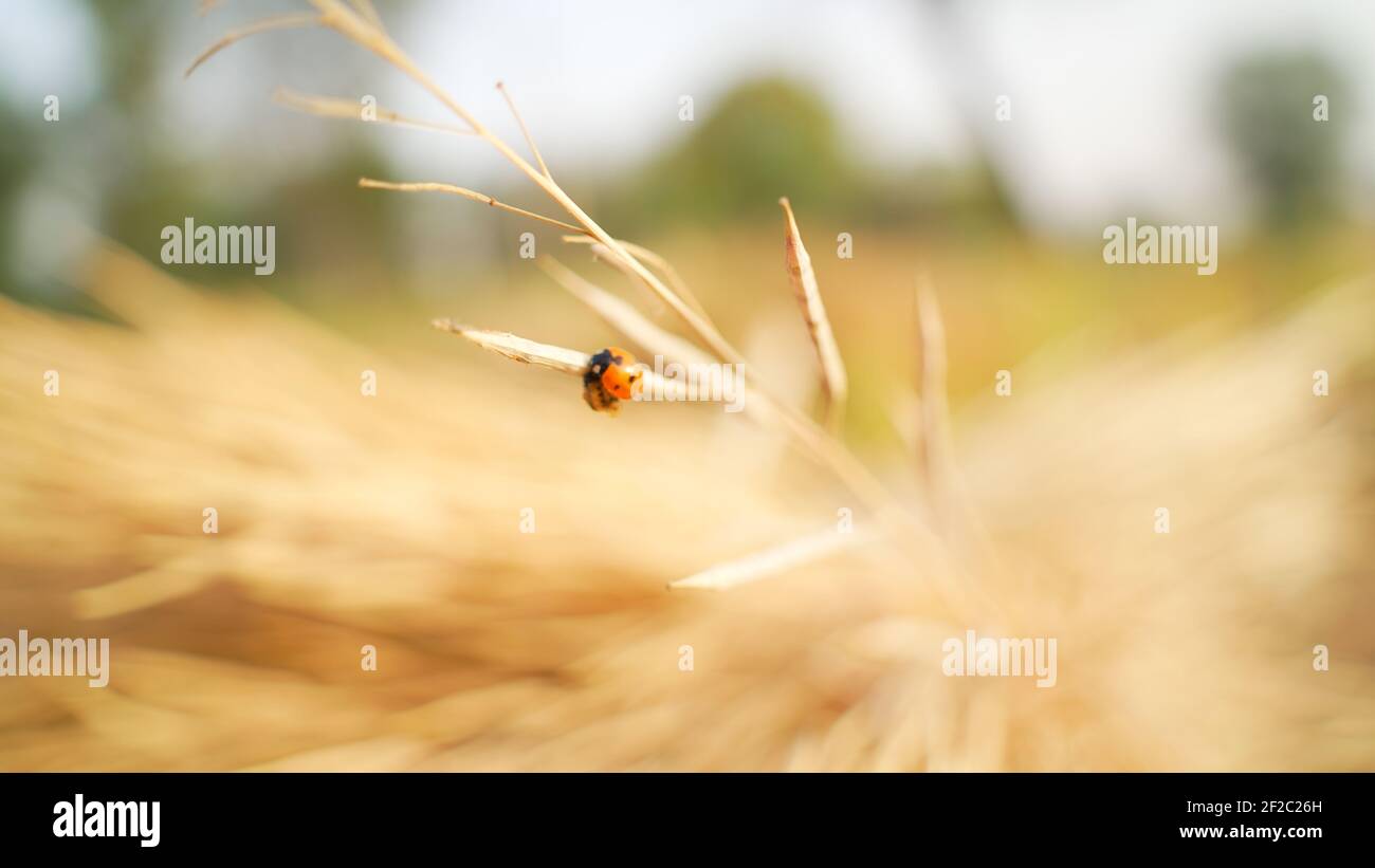 A ladybug known as ladybird hanging on a dry mustard plant in the field. Macro photo view of orange insect on mustard. winter bugs and beetles in Indi Stock Photo