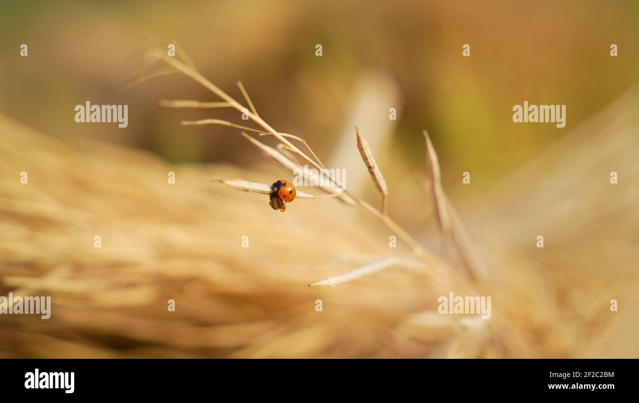 A ladybug known as ladybird hanging on a dry mustard plant in the field. Macro photo view of orange insect on mustard. winter bugs and beetles in Indi Stock Photo