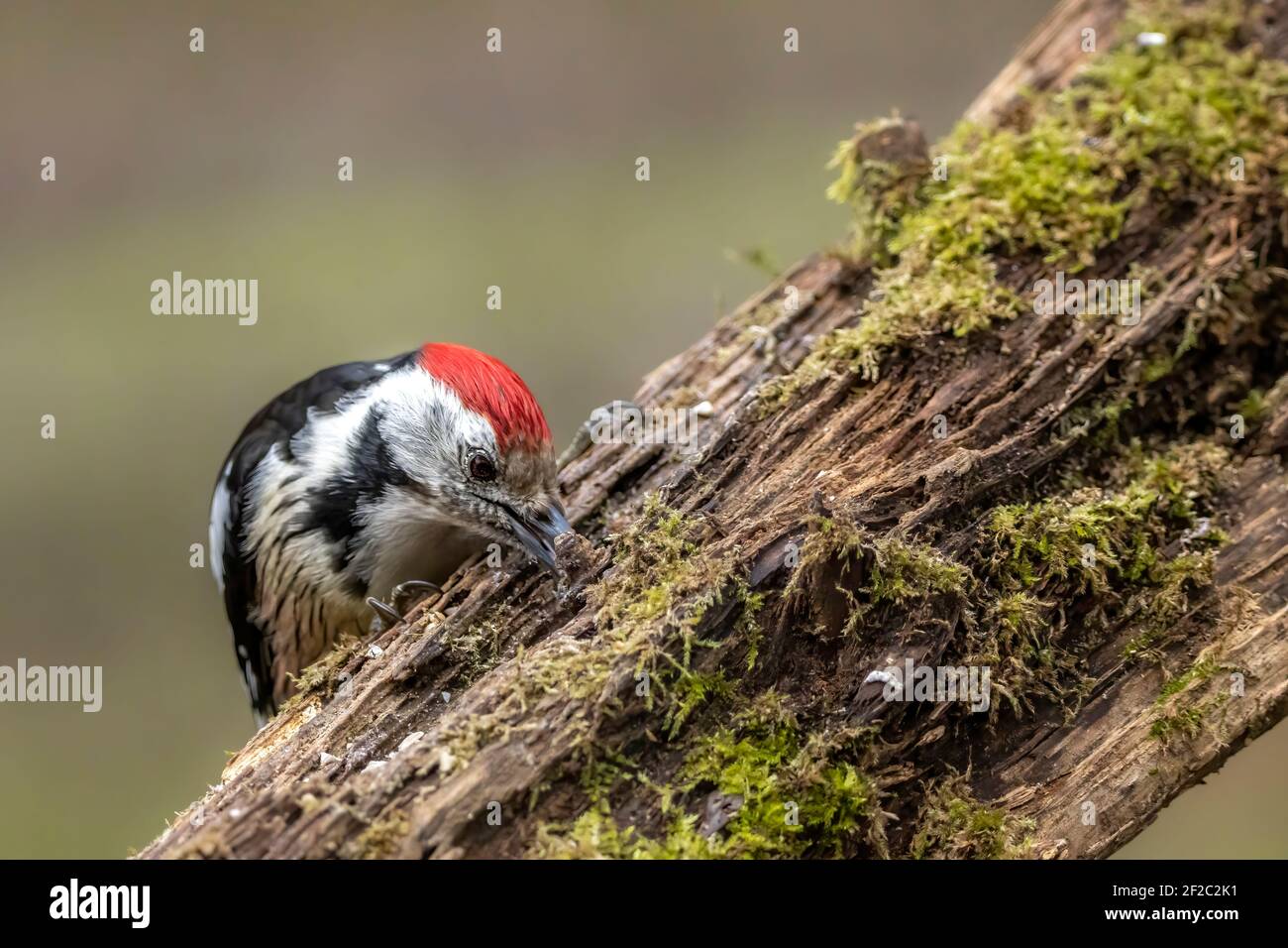 A woodpecker in a little forest next to the Mönchbruch pond looking for food. Stock Photo