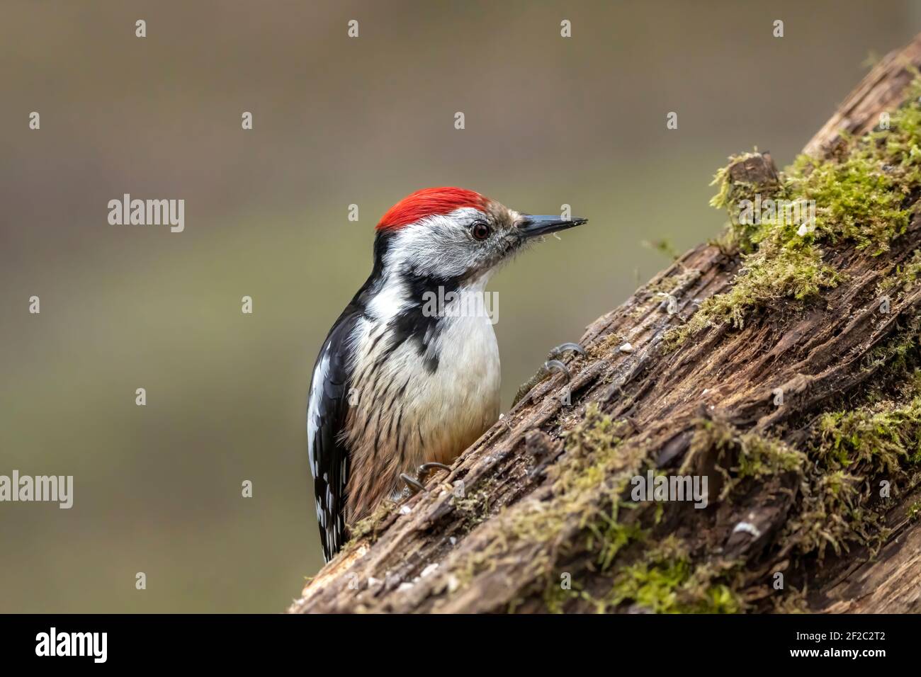 A woodpecker in a little forest next to the Mönchbruch pond looking for food. Stock Photo