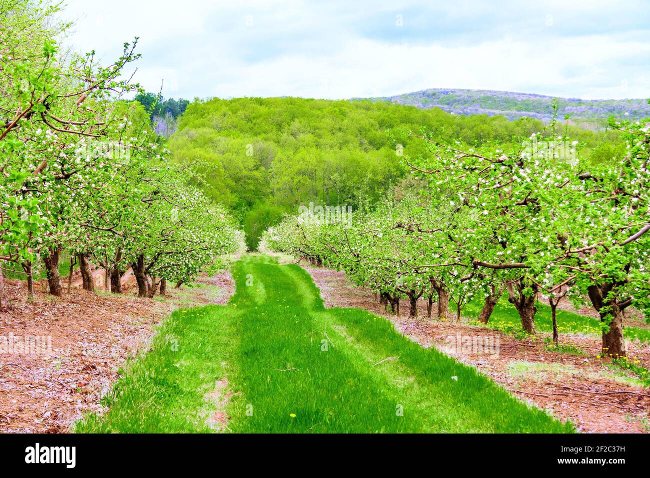 Flowering trees in the Apple orchard located on the hillside Stock Photo