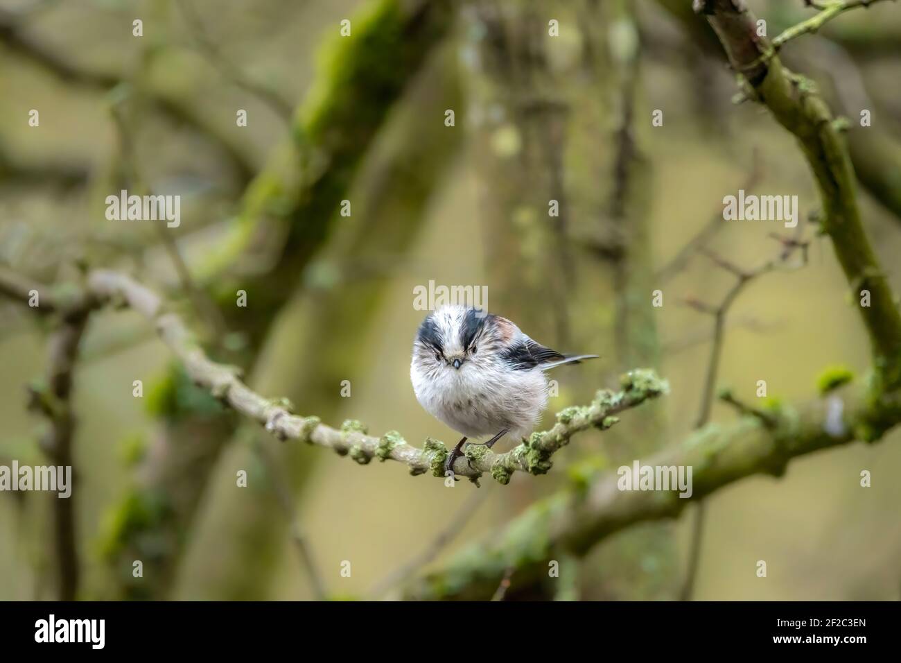 A long-tailed tit sitting on a branch of a tree at the Mönchbruch pond in a natural reserve in Hesse Germany. Stock Photo
