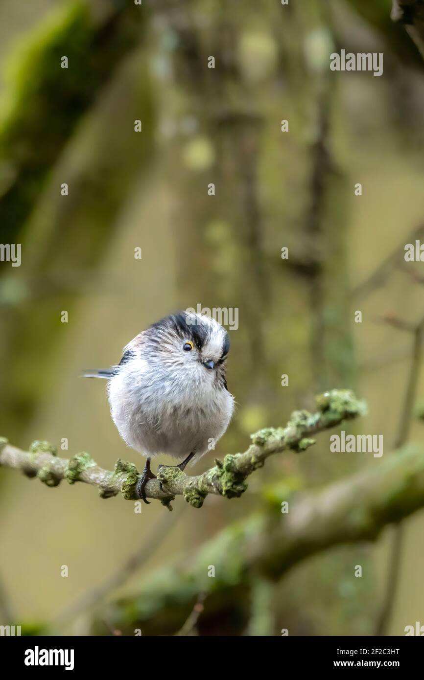 A long-tailed tit sitting on a branch of a tree at the Mönchbruch pond in a natural reserve in Hesse Germany. Stock Photo