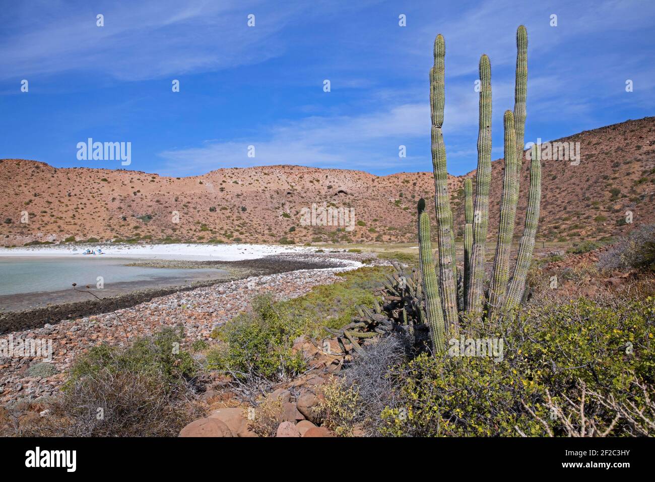 Organ pipe cactus / pitaya dulce (Stenocereus thurberi var. littoralis), Isla Espíritu Santo island, Gulf of California, Baja California Cruz, Mexico Stock Photo