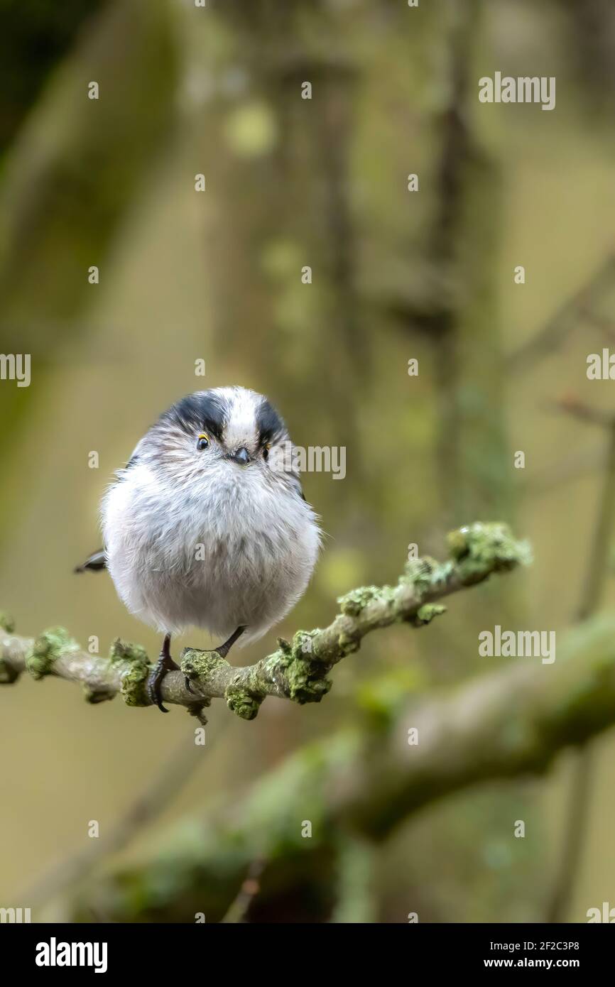 A long-tailed tit sitting on a branch of a tree at the Mönchbruch pond in a natural reserve in Hesse Germany. Stock Photo