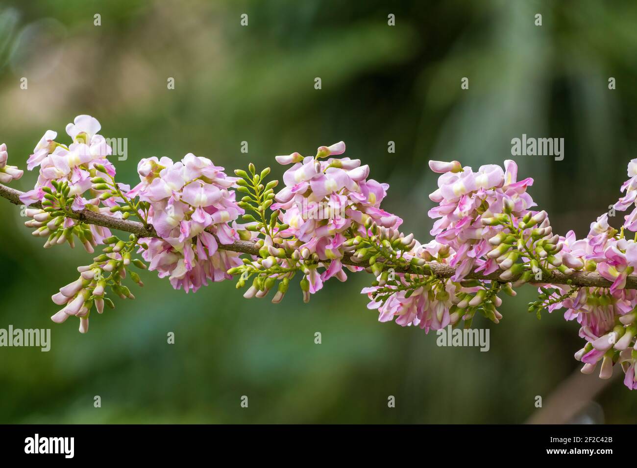 Quickstick (Gliricidia sepium) pink flowers closeup - Florida, USA Stock Photo