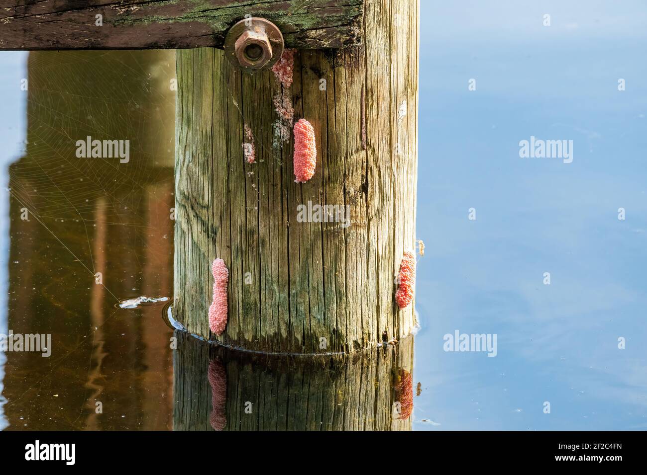 Pink eggs of the island apple snail (Pomacea maculata), an invasive species, on a dock post - Long Key Natural Area, Davie, Florida, USA Stock Photo