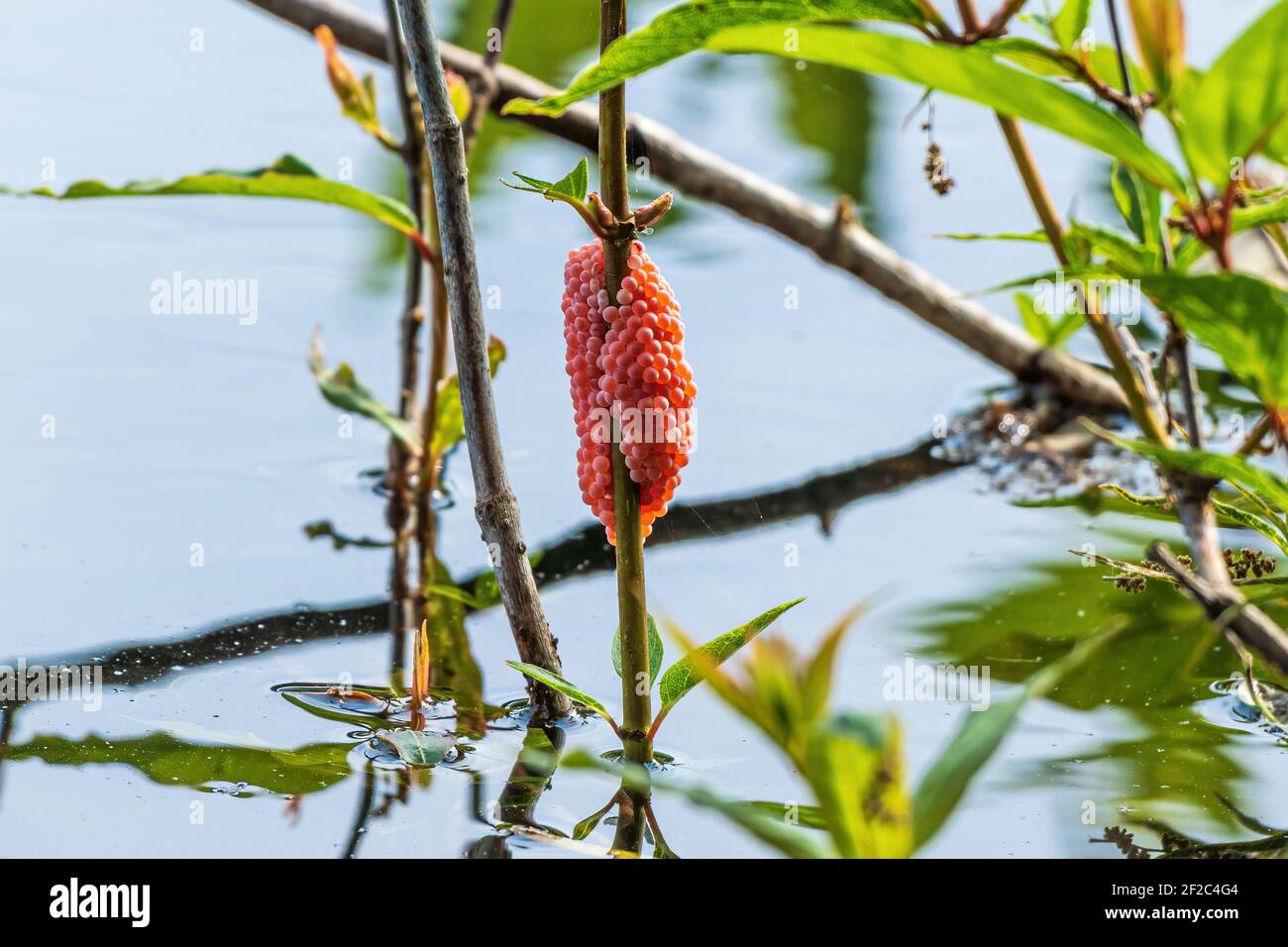 Pink eggs of the island apple snail (Pomacea maculata), an invasive species, on a branch in a lake - Long Key Natural Area, Davie, Florida, USA Stock Photo