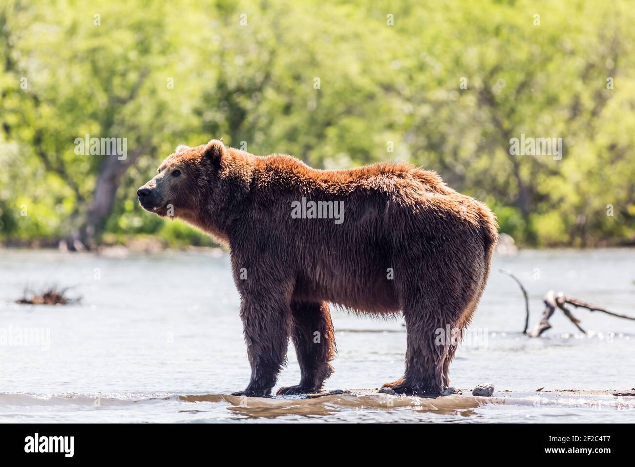 Brown bear or Ursus arctos beringianus fishing in the Kurile lake ...