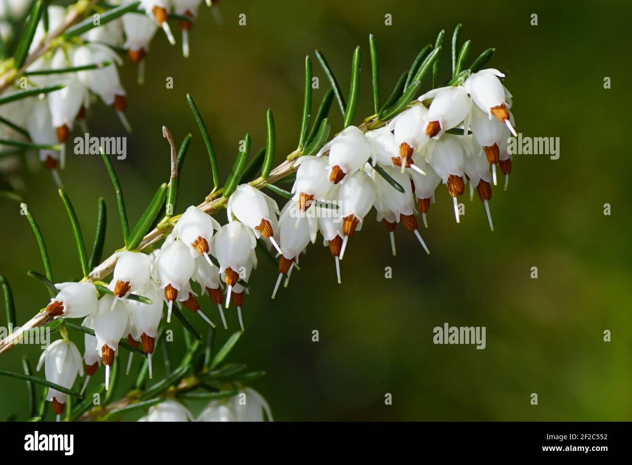 Winter heath, Winter Flowering Heather or Spring heath (Erica carnea) flowering in the end of the winter. Close up. White flowers. Bergen, Netherlands Stock Photo