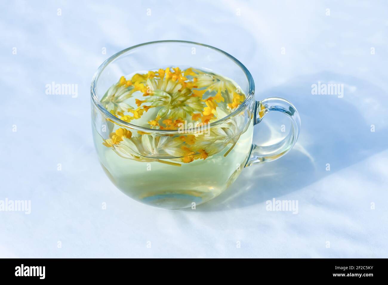 Herbal tea with the Primula veris flowers in transparent glass cup. Common cowslip, petrella, key of heaven, herb peter, paigle, key flower medical he Stock Photo