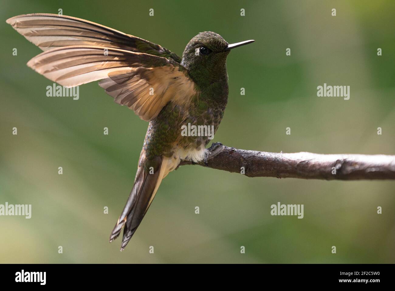 Isolated green buff-tailed coronet Boissonneaua flavescens hummingbird  colibri bird with spread wings sitting on tree branch at Acaime Valle del  Cocor Stock Photo - Alamy