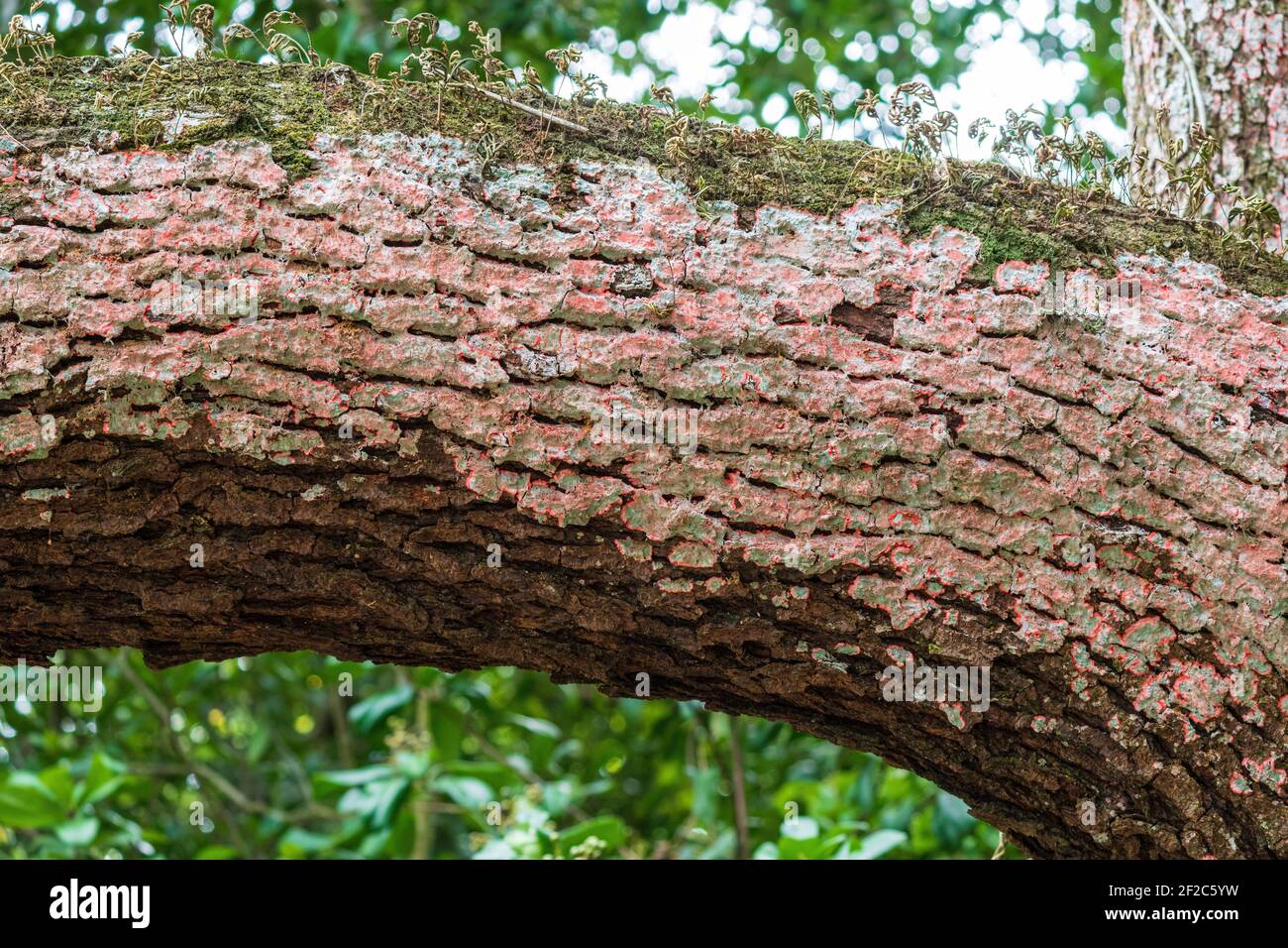 Scarlet lichen a.k.a. Christmas wreath lichen (Cryptothecia rubrocincta) on bark of a Southern live oak tree (Quercus virginiana) - Davie, Florida, US Stock Photo