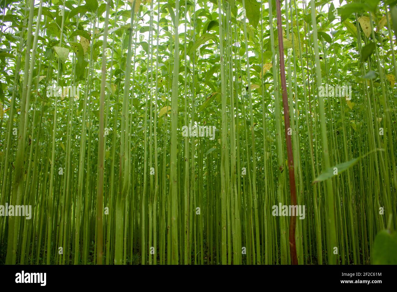 Arrange Jute In The Field Of Green Jute Row Upon Row Of Jute Images Are In High Resolution Backgrounds Stock Photo Alamy