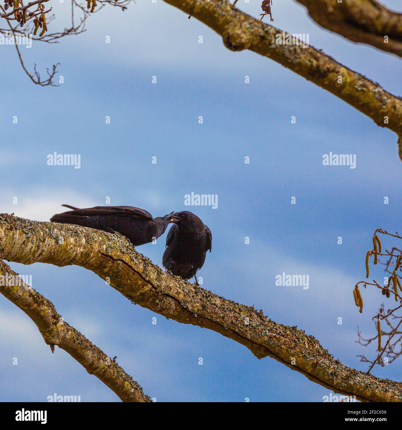 Two mating crows with entangled beaks on a tree in Steveston British Columbia Canada Stock Photo