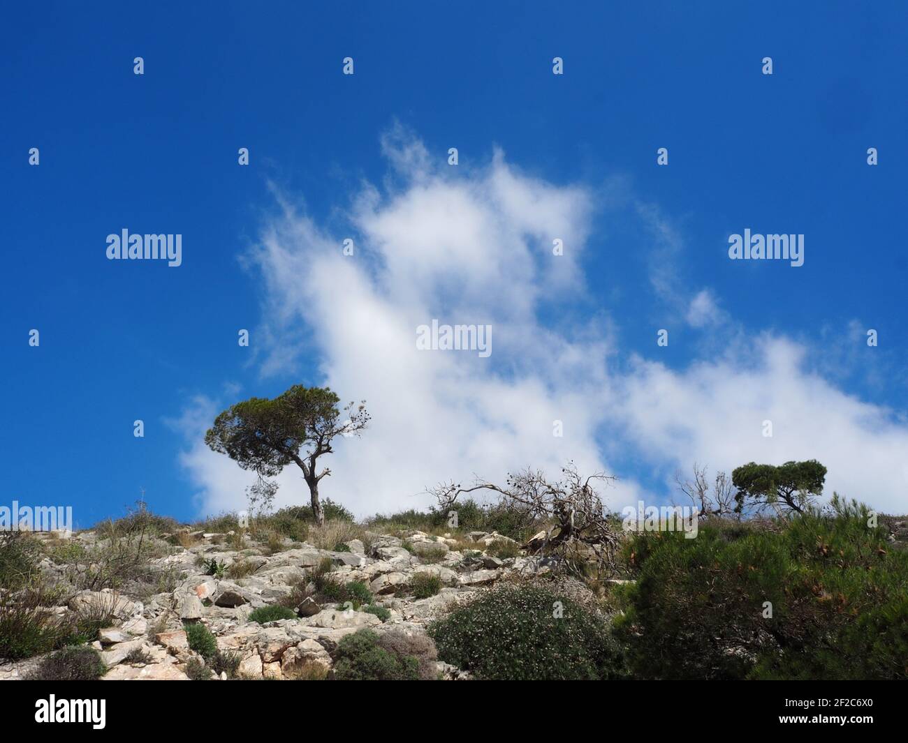 Lone pine trees on a rocky mountain near Athens, Greece, with with clouds in a vivid blue sky Stock Photo