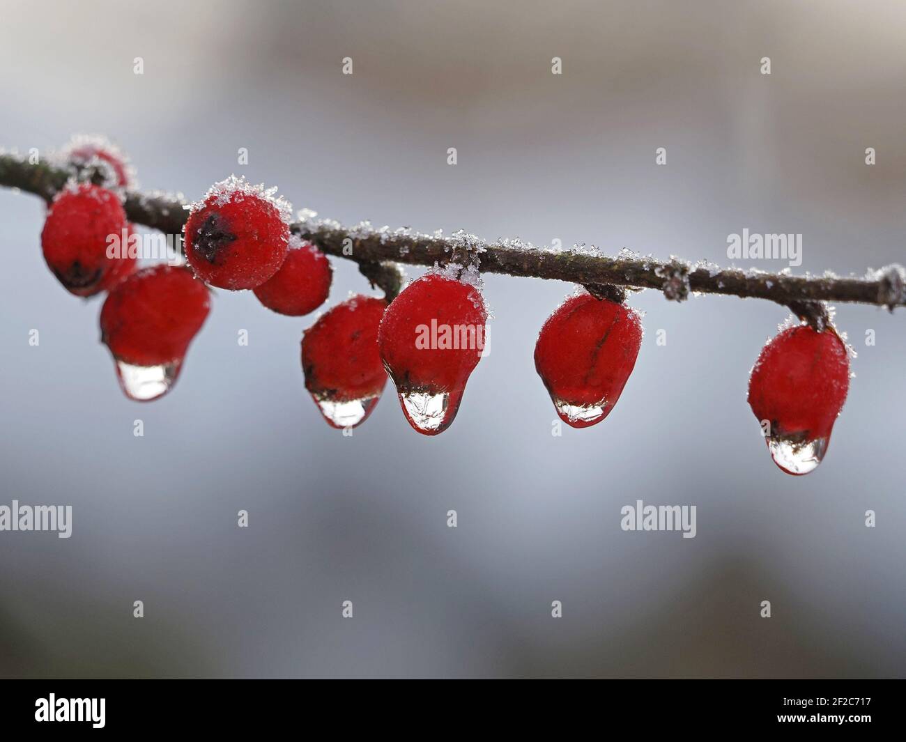 Winter close-up - light shining through frozen droplets suspended from bright red berries of Cotoneaster sprinkled with frost in Cumbria, England, UK Stock Photo