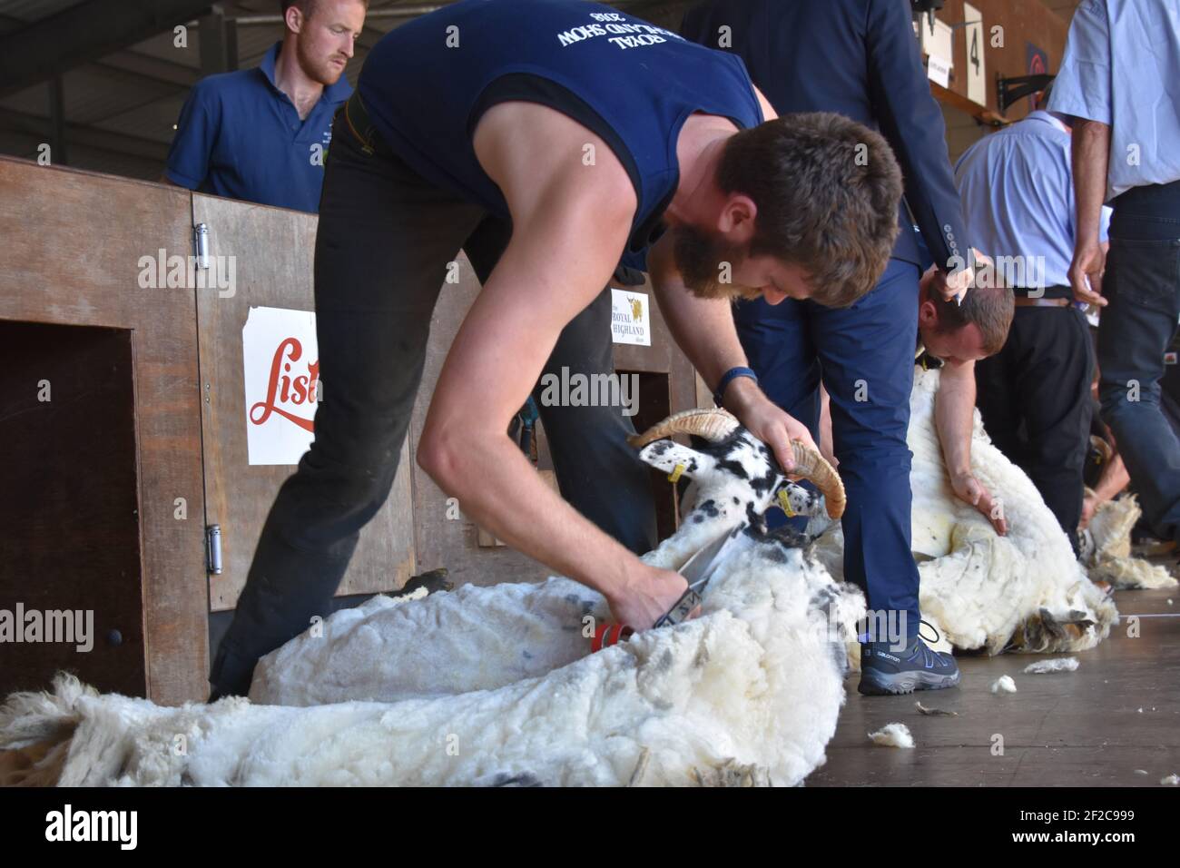 Kiwi shearer hires stock photography and images Alamy