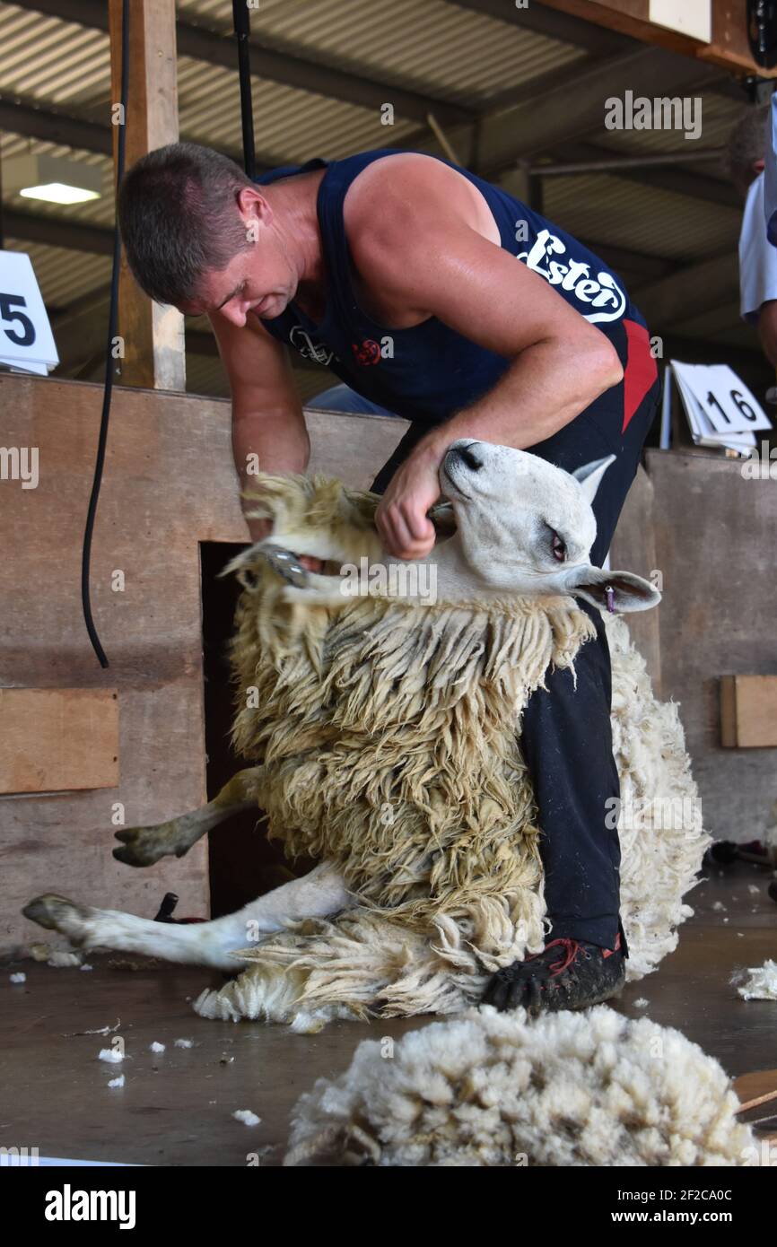 mac emulator sheep shave mac emulator sheep shave