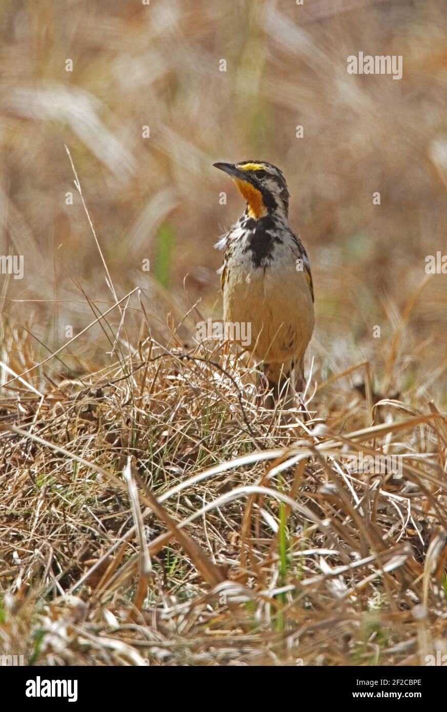 Abyssinian Longclaw (Macronyx flavicollis) adult standing on dry grass Bale Mountains, Ethiopia             April Stock Photo