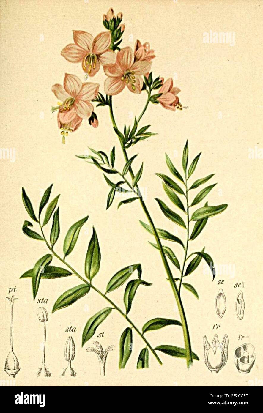 Polemonium coeruleum Atlas Alpenflora. Stock Photo