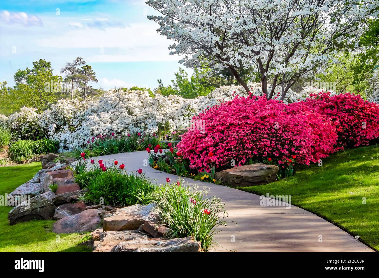 Curved path through banks of Azeleas and under dogwood trees with tulips under a blue sky - Beauty in nature Stock Photo
