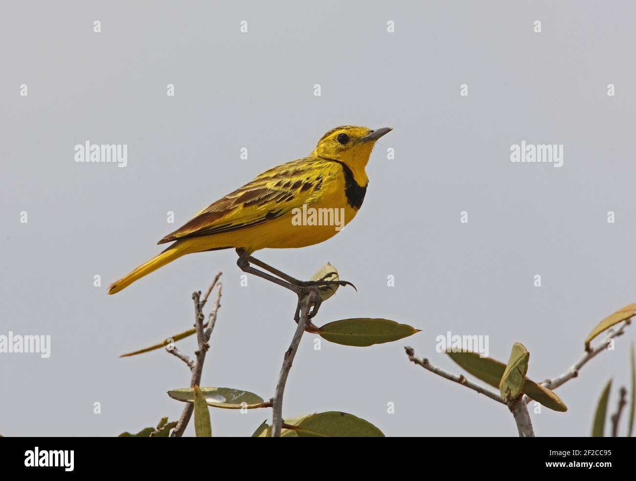Golden Pipit (Timetothylacus tenellus) adult male perched on top of bush Tsavo East, Kenya            November Stock Photo