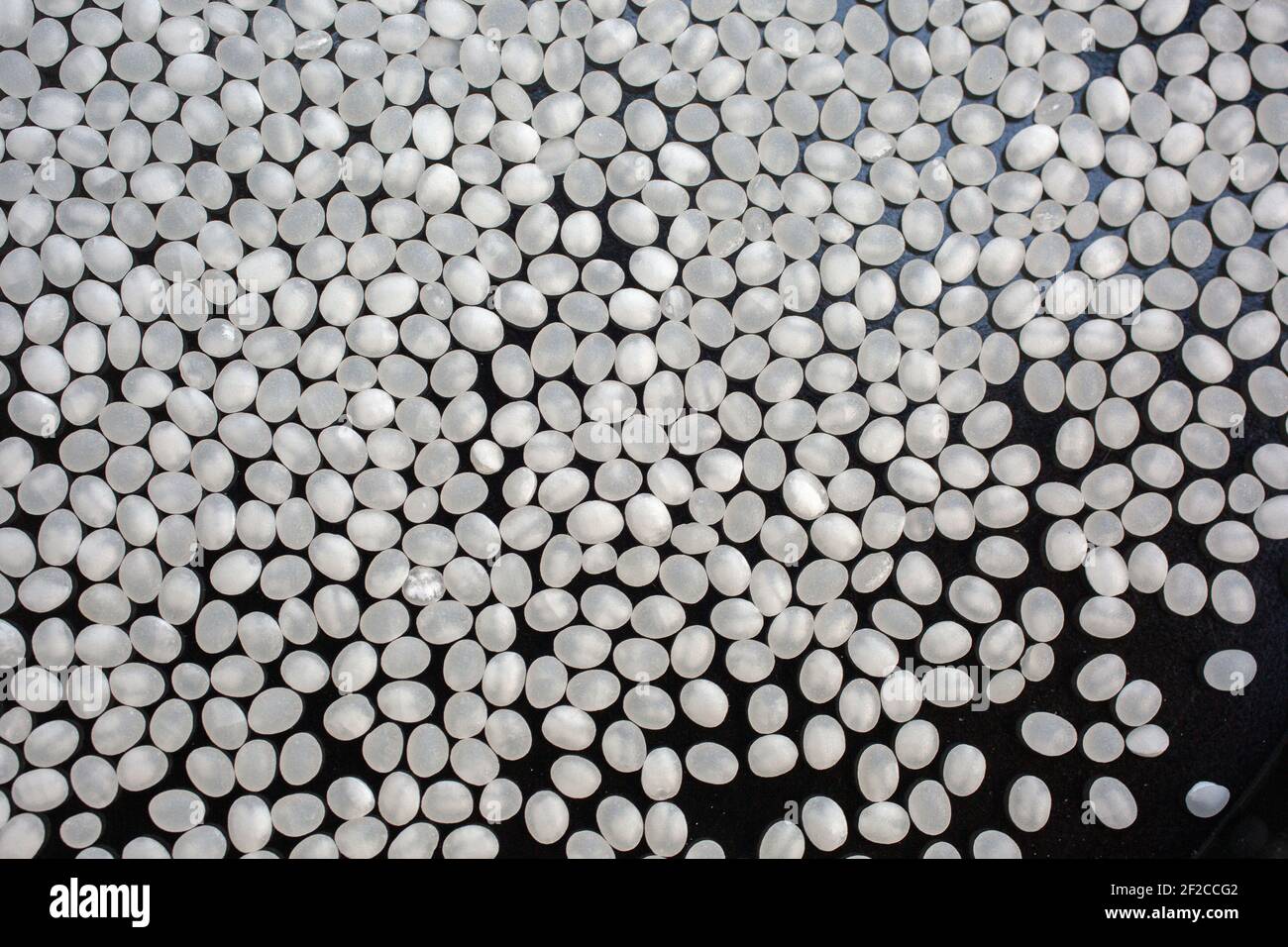 Japan/Hyogo prefecture/Producing Japanese sake/ Rice Milling. Using a