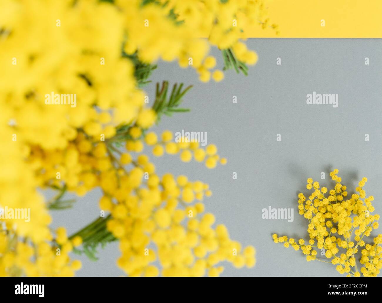 Mimosa flowers on gray background. Top view. Copy space. Stock Photo