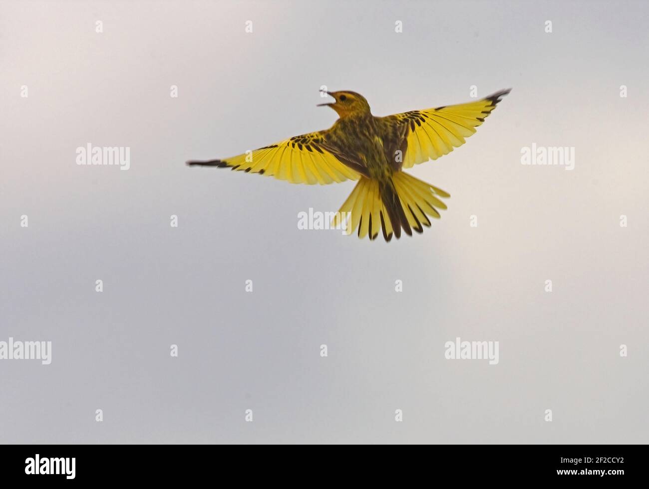 Golden Pipit (Timetothylacus tenellus) adult male in song flight Tsavo East NP, Kenya            November Stock Photo